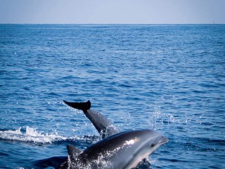 dolphin trip manado bunaken nain siladen